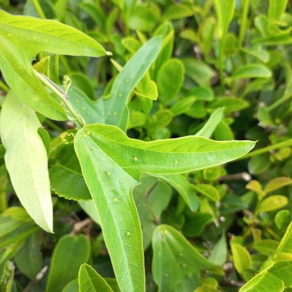 Passiflora suberosa Leaf