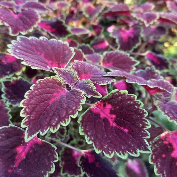 Coleus decurrens List