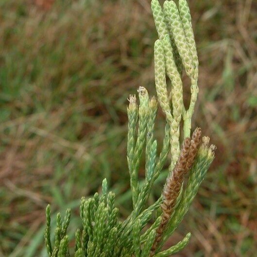Lycopodium × zeilleri Flower
