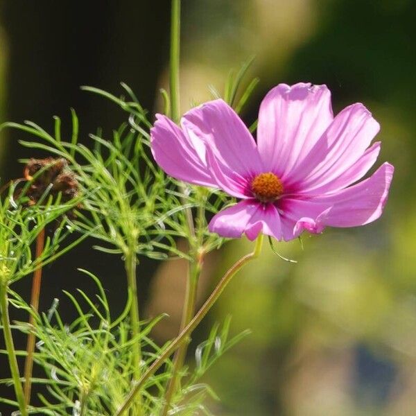 Cosmos bipinnatus Blüte