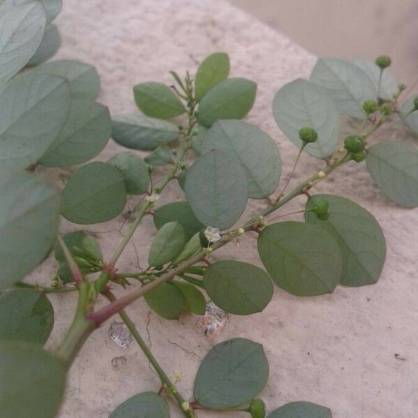 Phyllanthus niruri Blüte