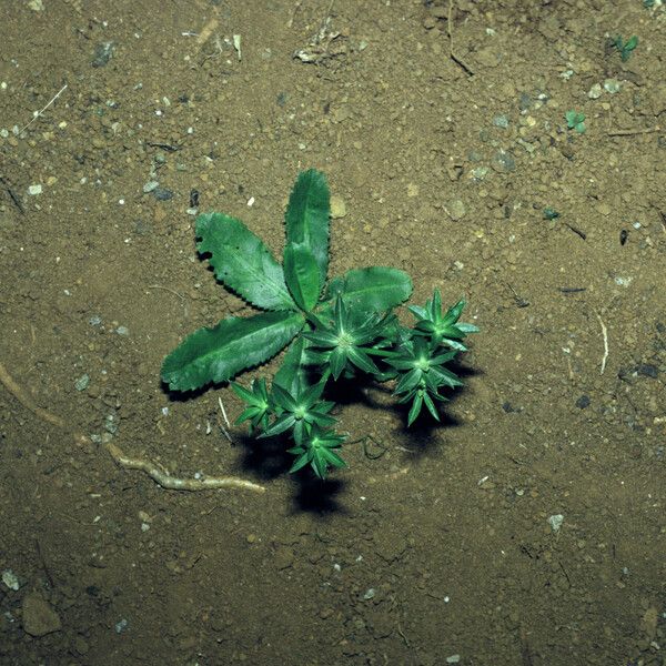 Eryngium foetidum Habit