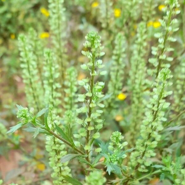 Lepidium bonariense Drugo