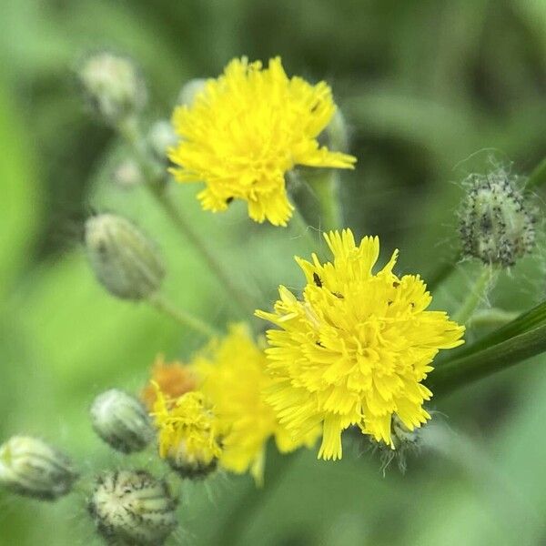 Pilosella cymosa Flower