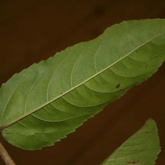 Banara guianensis Levél