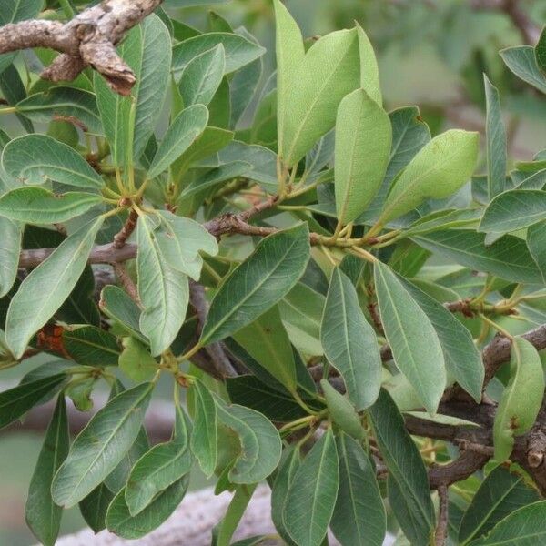 Ficus salicifolia Folha