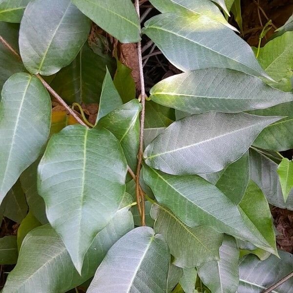 Periploca graeca Leaf