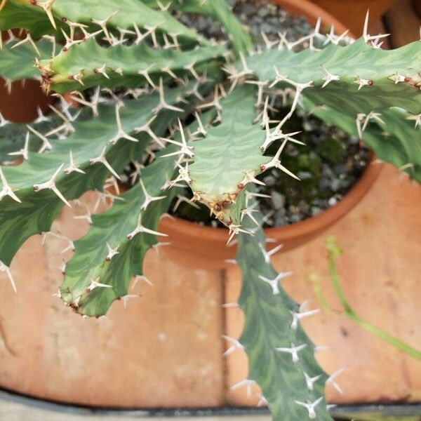 Euphorbia buruana