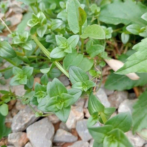 Lysimachia tenella पत्ता