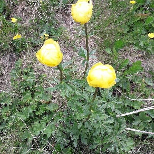 Trollius europaeus ശീലം