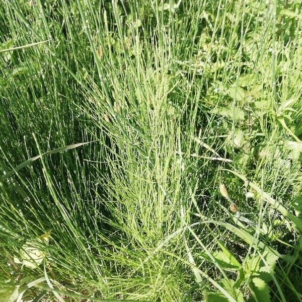 Equisetum ramosissimum ഇല