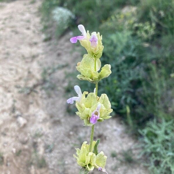 Salvia absconditiflora 花