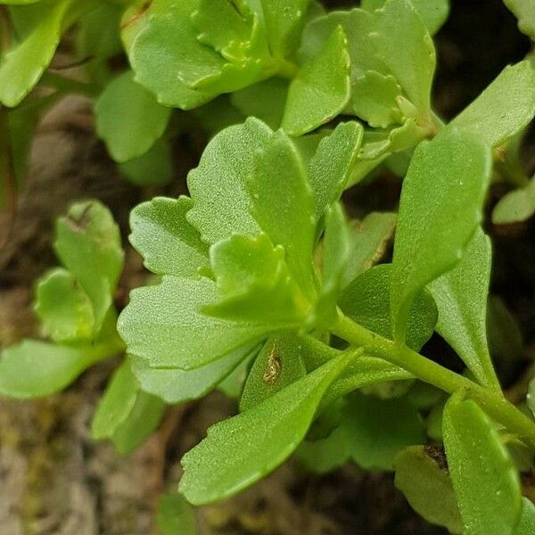 Sedum sarmentosum Leaf