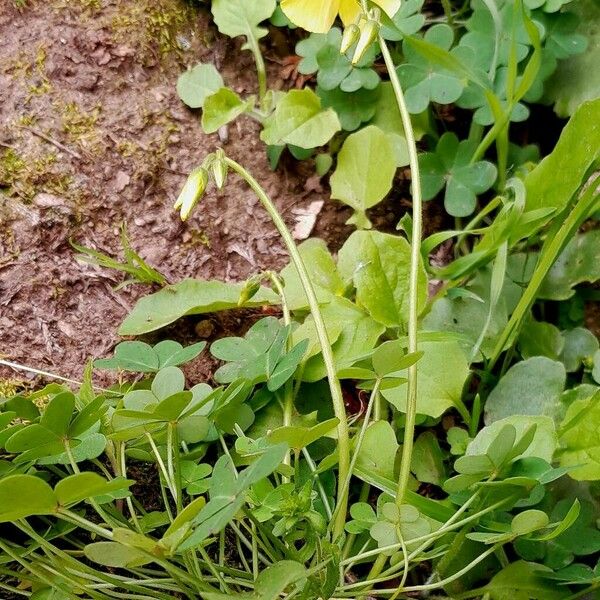 Oxalis pes-caprae Habitus