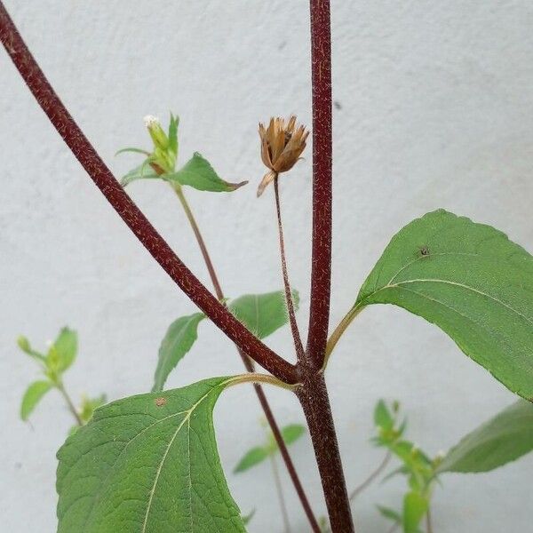 Blainvillea acmella Other