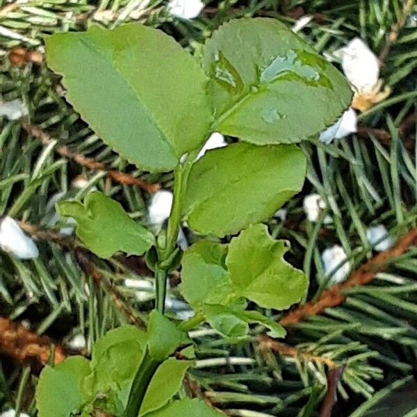 Vaccinium myrtillus Leaf