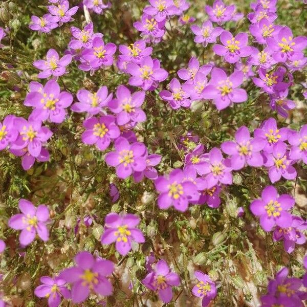 Spergularia rubra Flor