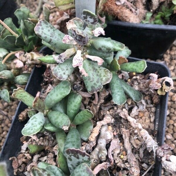 Adromischus cooperi Leaf