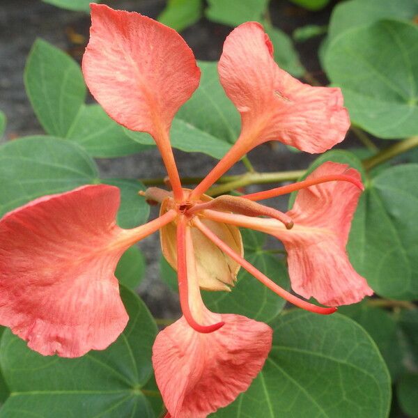 Bauhinia galpinii Flower