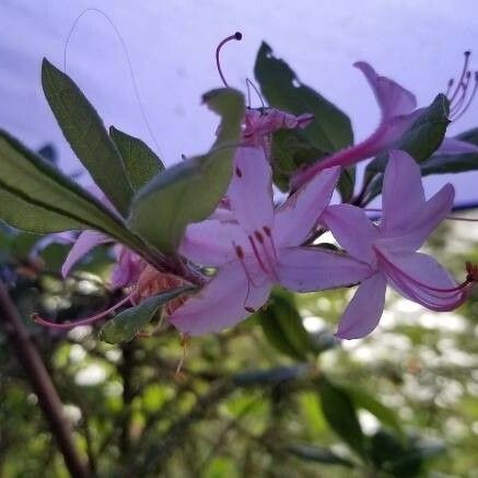 Rhododendron periclymenoides 花