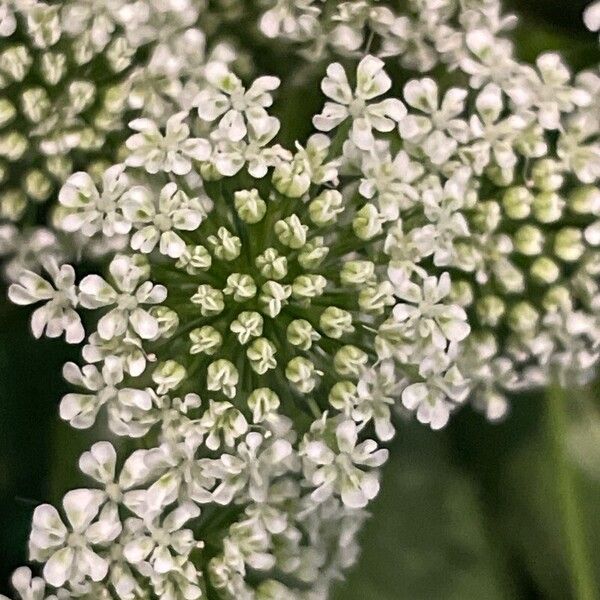 Ammi majus Flower