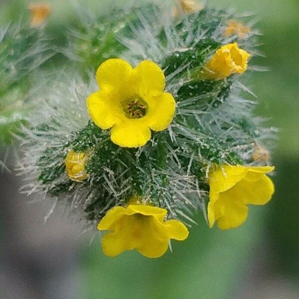 Amsinckia menziesii Floare