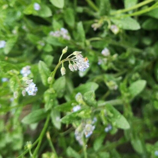 Myosotis stricta Flor