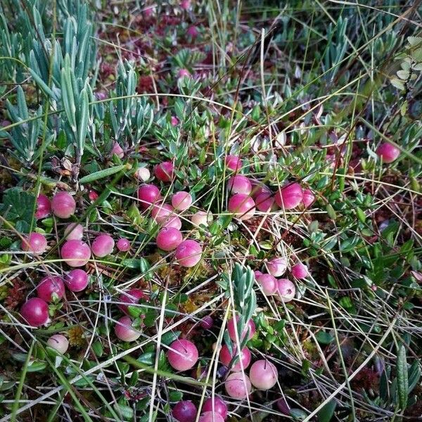 Vaccinium oxycoccos फल