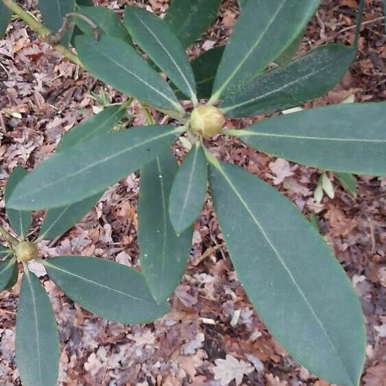 Rhododendron maximum Ліст