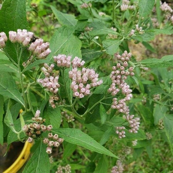 Pluchea camphorata Blad