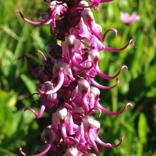 Pedicularis groenlandica Fiore