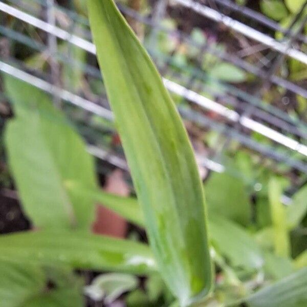 Alstroemeria ligtu Leaf