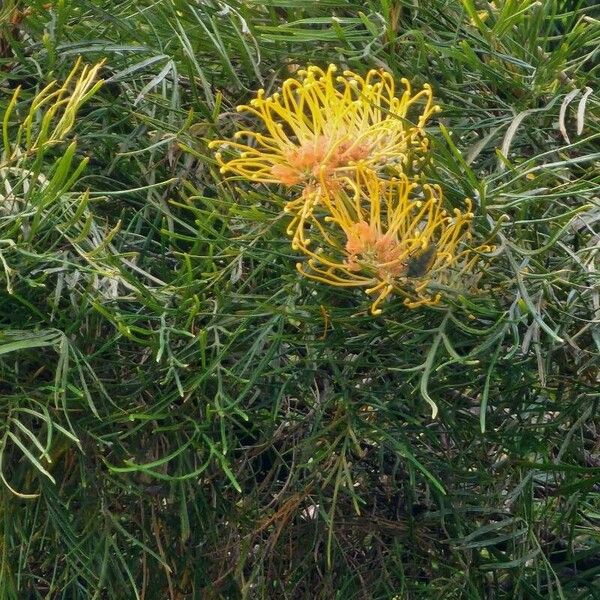 Grevillea pteridifolia 花