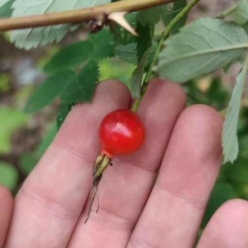 Rosa majalis Vrucht