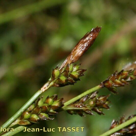 Carex umbrosa Flower