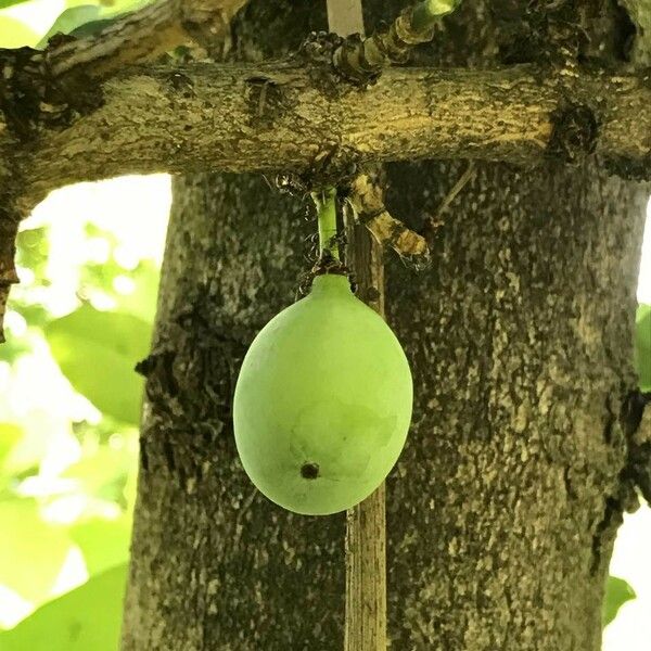 Garcinia livingstonei Vili