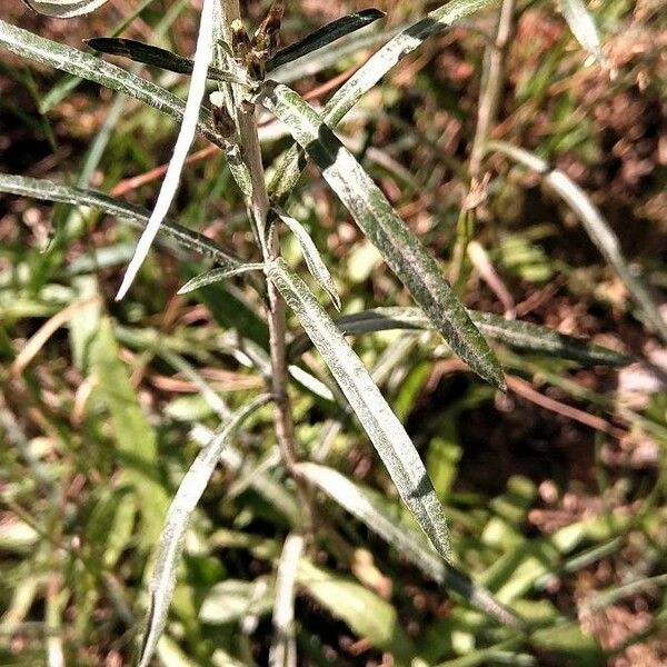 Gnaphalium sylvaticum Leaf