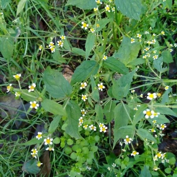 Galinsoga parviflora Blad