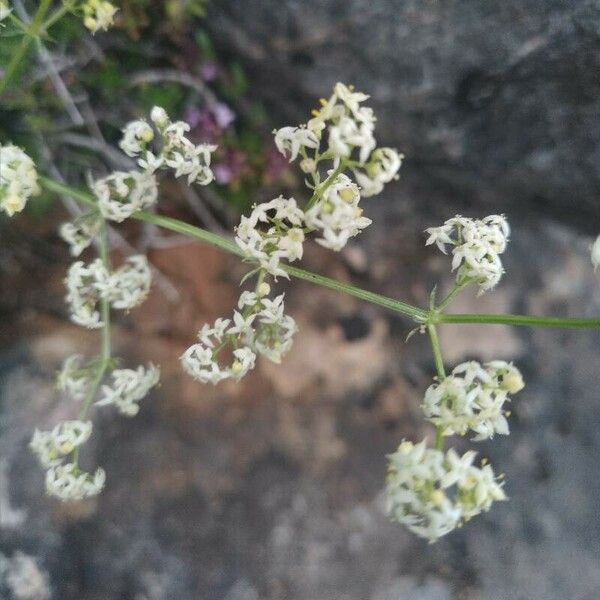 Galium lucidum ᱵᱟᱦᱟ