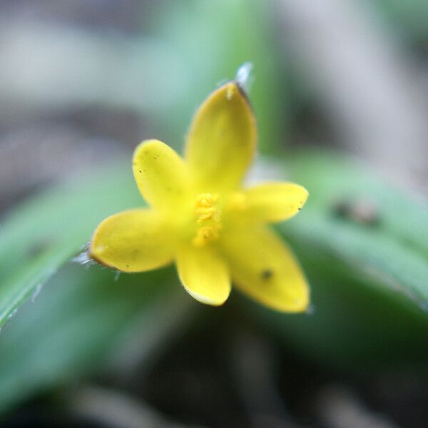 Hypoxis angustifolia Çiçek