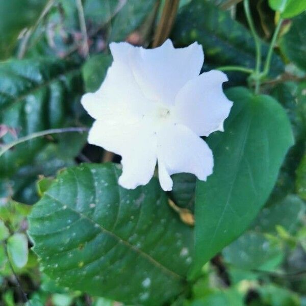 Thunbergia laevis Квітка