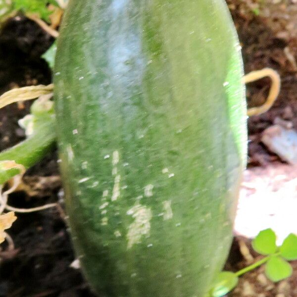 Cucumis sativus 果實