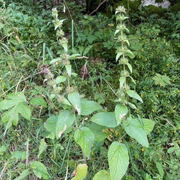 Stachys alpina 形态