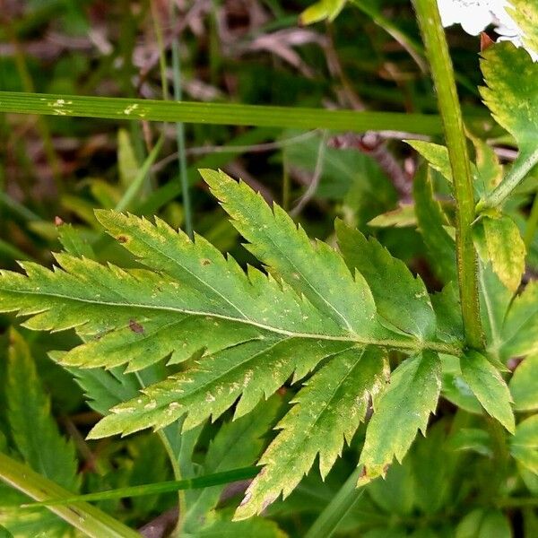 Achillea macrophylla Frunză