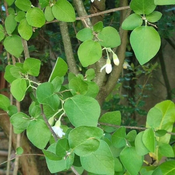 Styrax officinalis ᱛᱟᱦᱮᱸ