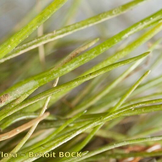 Eleocharis parvula Outro