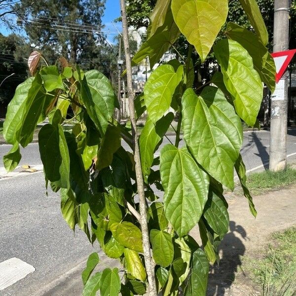 Bixa orellana Habit