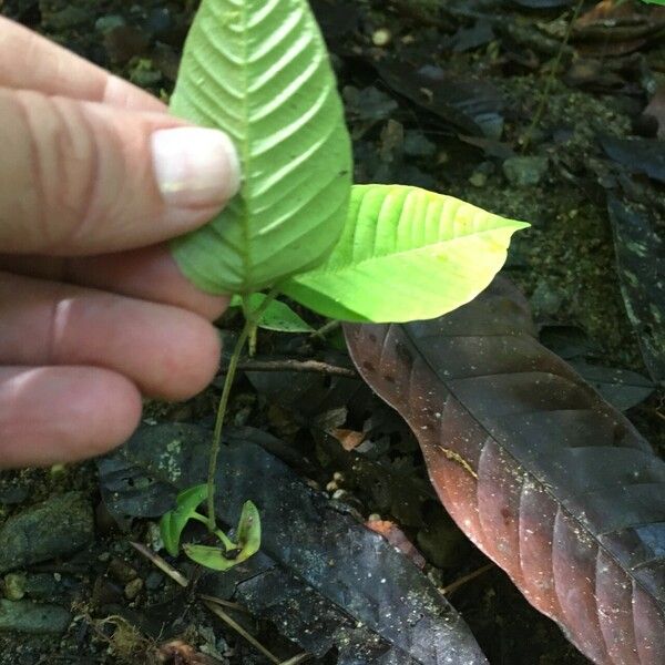 Shorea leprosula Folha