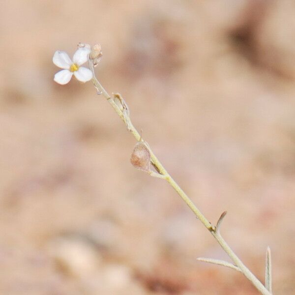 Farsetia stylosa Flower