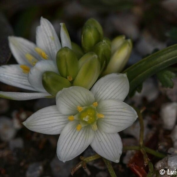 Ornithogalum broteroi Flower